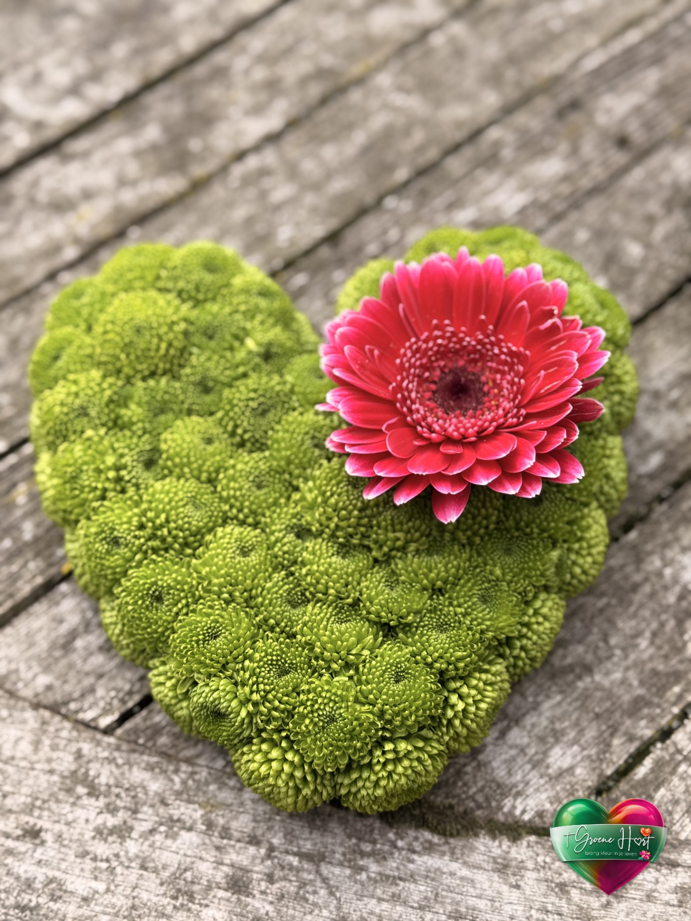 Hart van groene chrysanten met roze gerbera